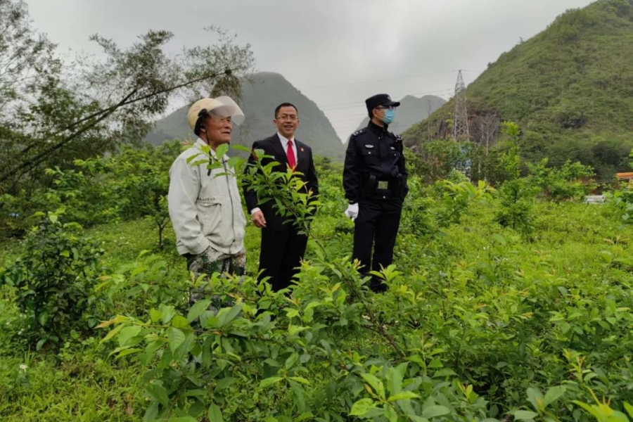 靖西这两人因土地承包经营权纠纷，双方长达7年的争执…… - 靖西市·靖西网