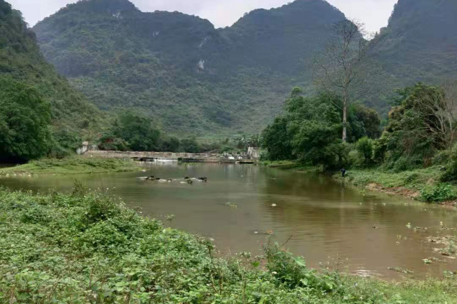 山羊上山，水牛下水 - 靖西市·靖西网