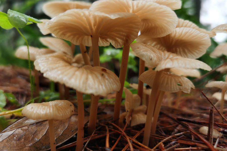 采蘑菇的小罗罗 - 靖西市·靖西网