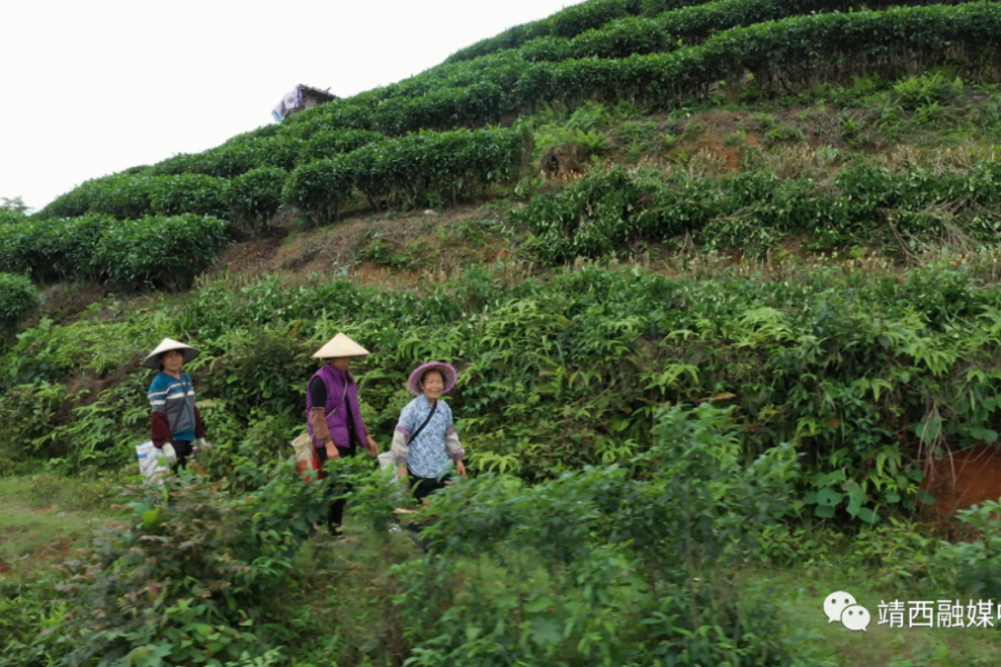 靖西：春雨催春芽 茶农采茶忙 - 靖西市·靖西网