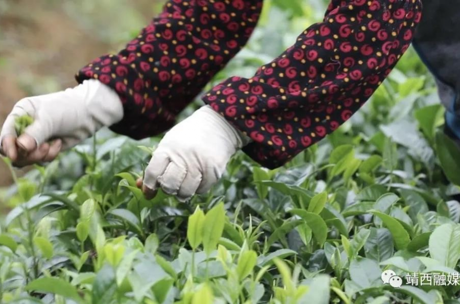 靖西：春雨催春芽 茶农采茶忙 - 靖西市·靖西网