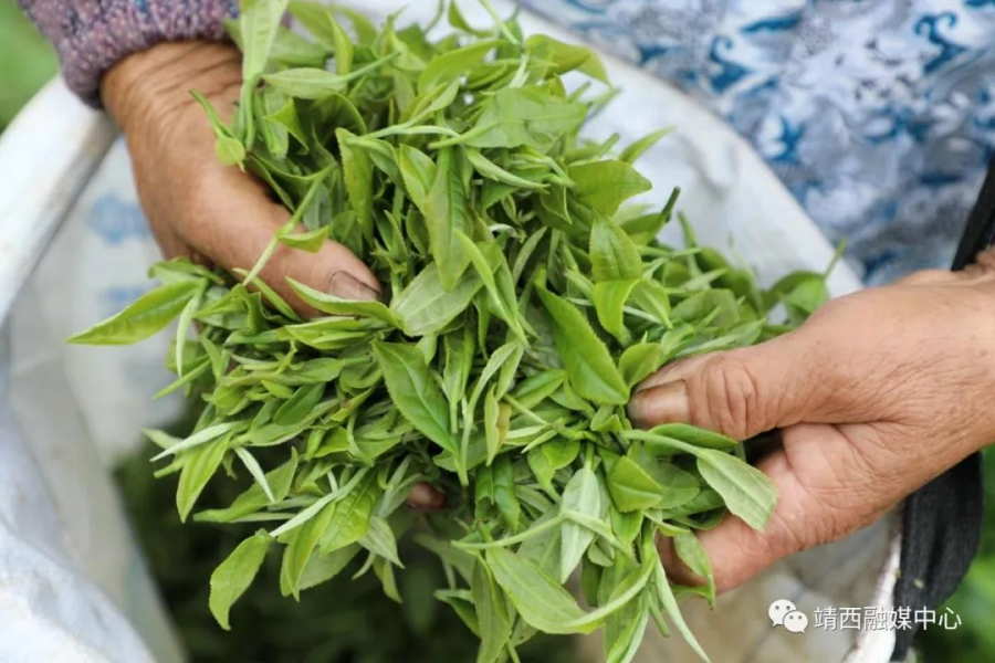 靖西：春雨催春芽 茶农采茶忙 - 靖西市·靖西网