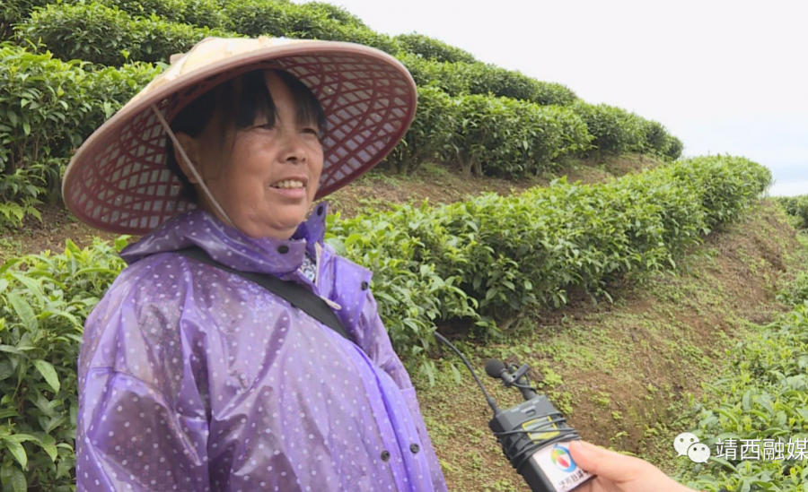 靖西：春雨催春芽 茶农采茶忙 - 靖西市·靖西网