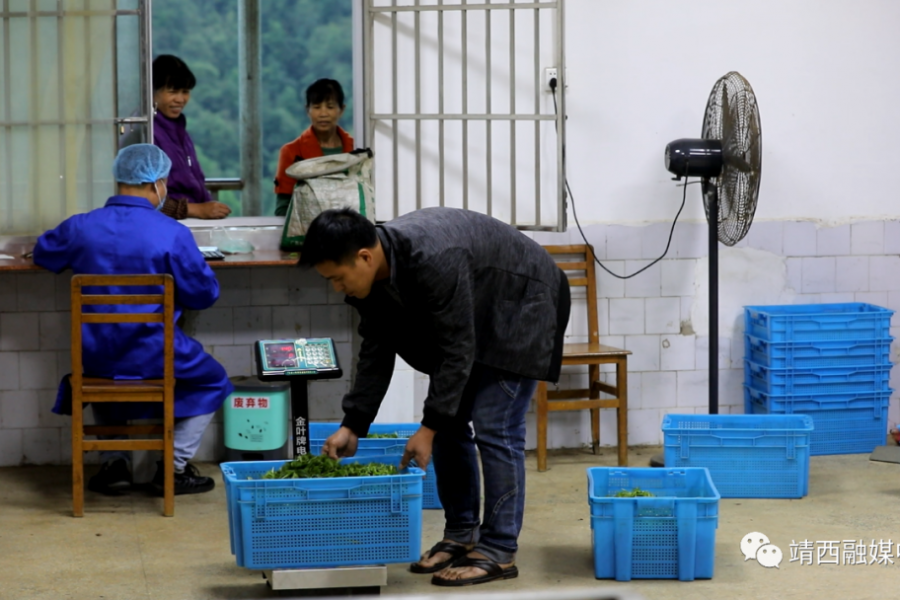 靖西：春雨催春芽 茶农采茶忙 - 靖西市·靖西网