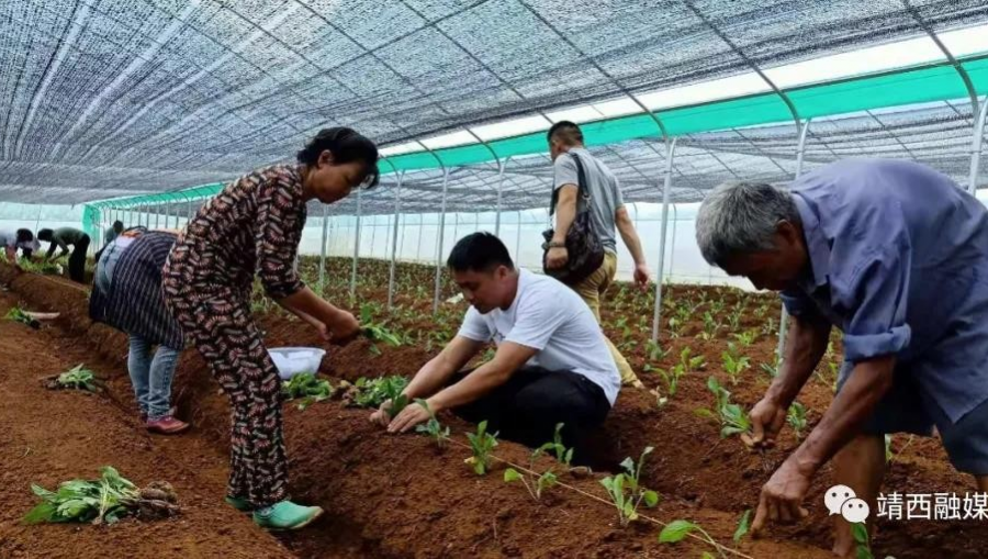 靖西渠洋这个美丽的沿湖村，种花和养殖实现产业循环互补 - 靖西市·靖西网