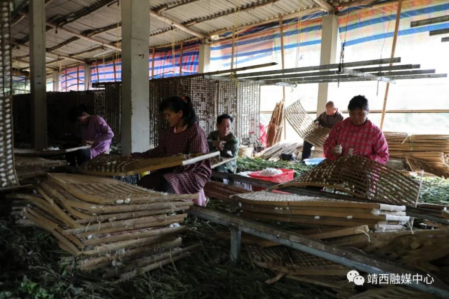 靖西：第一批春茧开秤收购 蚕农喜获丰收 - 靖西市·靖西网