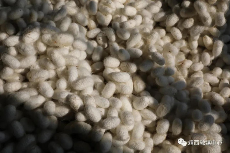 靖西：第一批春茧开秤收购 蚕农喜获丰收 - 靖西市·靖西网