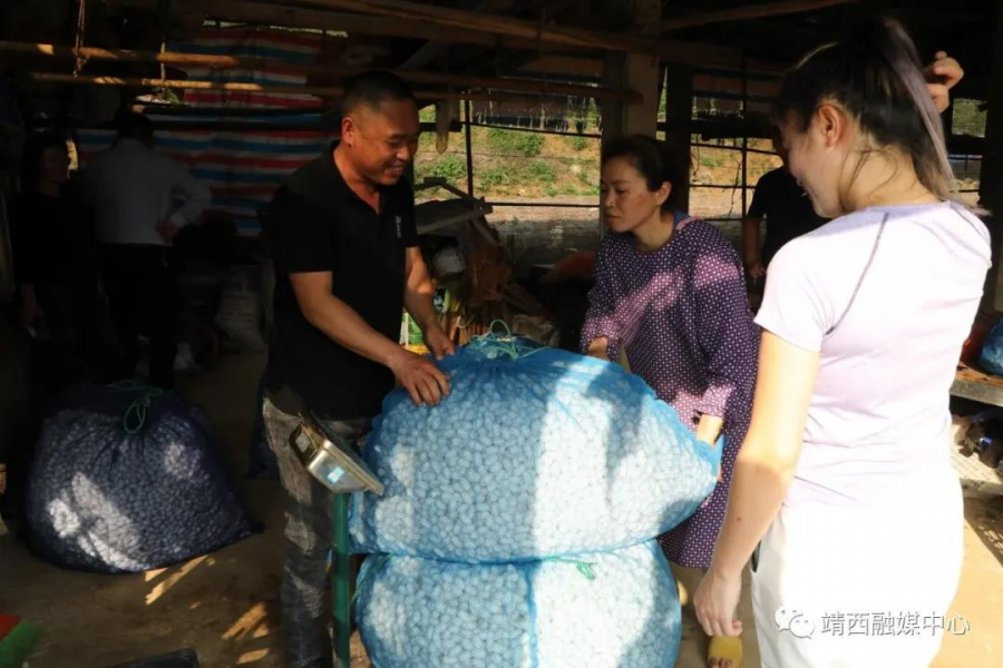 靖西：第一批春茧开秤收购 蚕农喜获丰收 - 靖西市·靖西网
