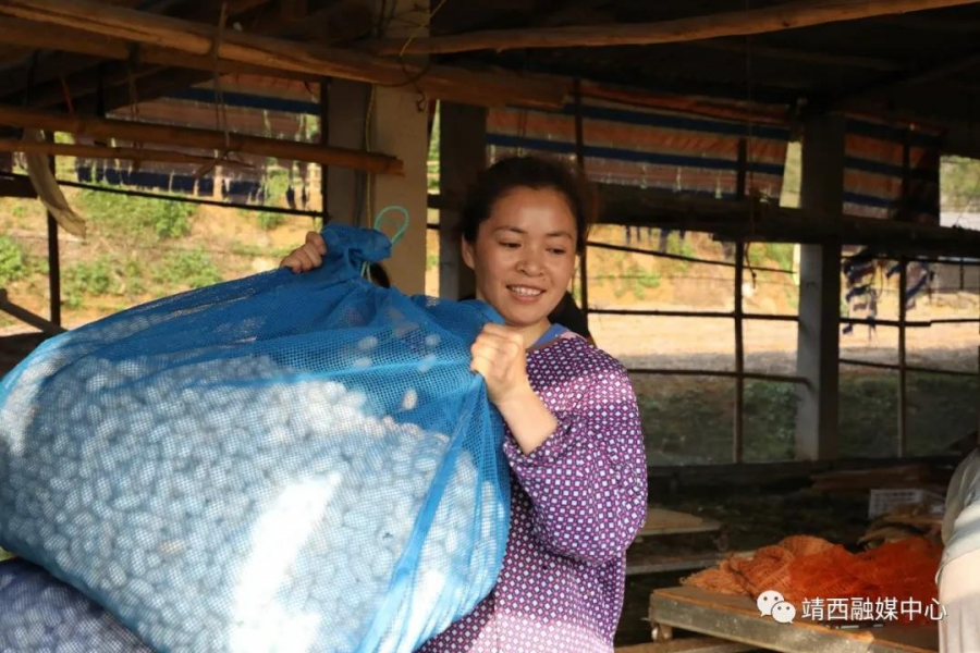 靖西：第一批春茧开秤收购 蚕农喜获丰收 - 靖西市·靖西网