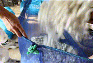 靖西：第一批春茧开秤收购 蚕农喜获丰收 - 靖西市·靖西网