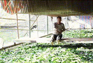 靖西：第一批春茧开秤收购 蚕农喜获丰收 - 靖西市·靖西网