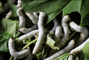 靖西：第一批春茧开秤收购 蚕农喜获丰收 - 靖西市·靖西网