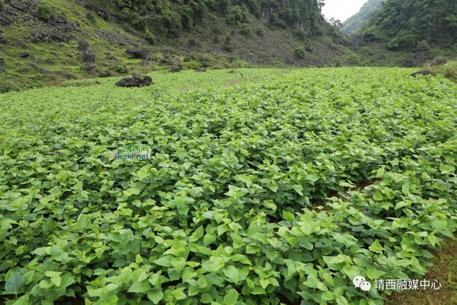 靖西：第一批春茧开秤收购 蚕农喜获丰收 - 靖西市·靖西网