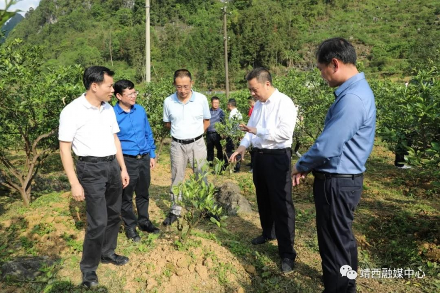 龙岗区政府领导到靖西市开展东西部协作工作调研 - 靖西市·靖西网