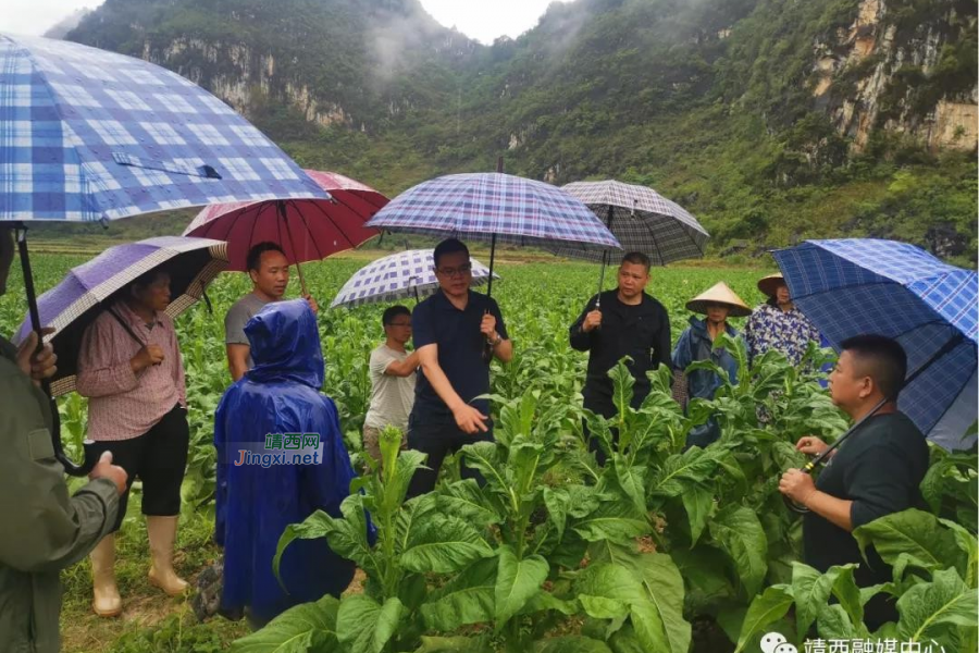 靖西市渠洋镇：上马即奔跑，坚守美丽渠洋 - 靖西市·靖西网