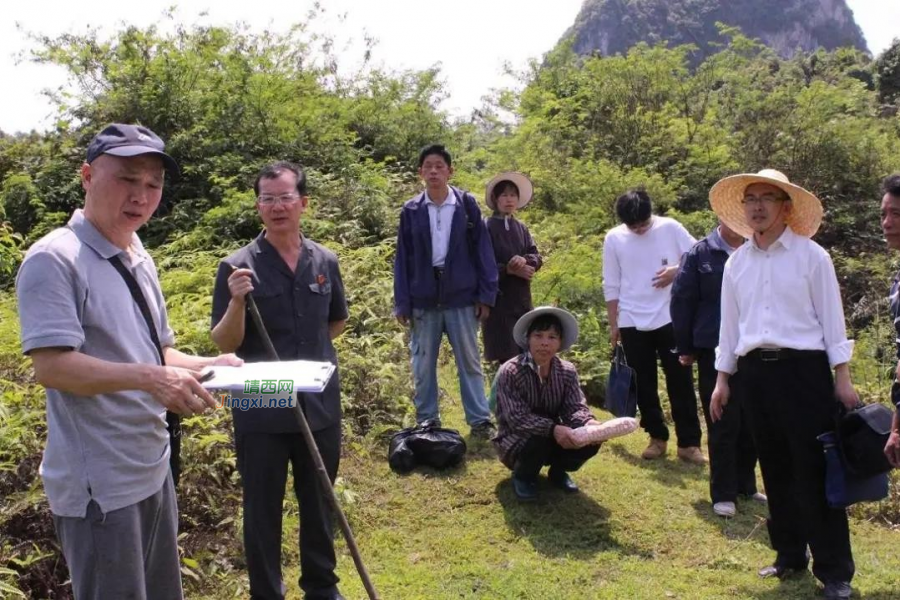 靖西安宁一村民焚烧杂草不慎引发火灾，烧毁他人大片八角树林... - 靖西市·靖西网