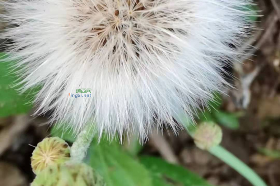 笑看花开，静赏花落 - 靖西市·靖西网