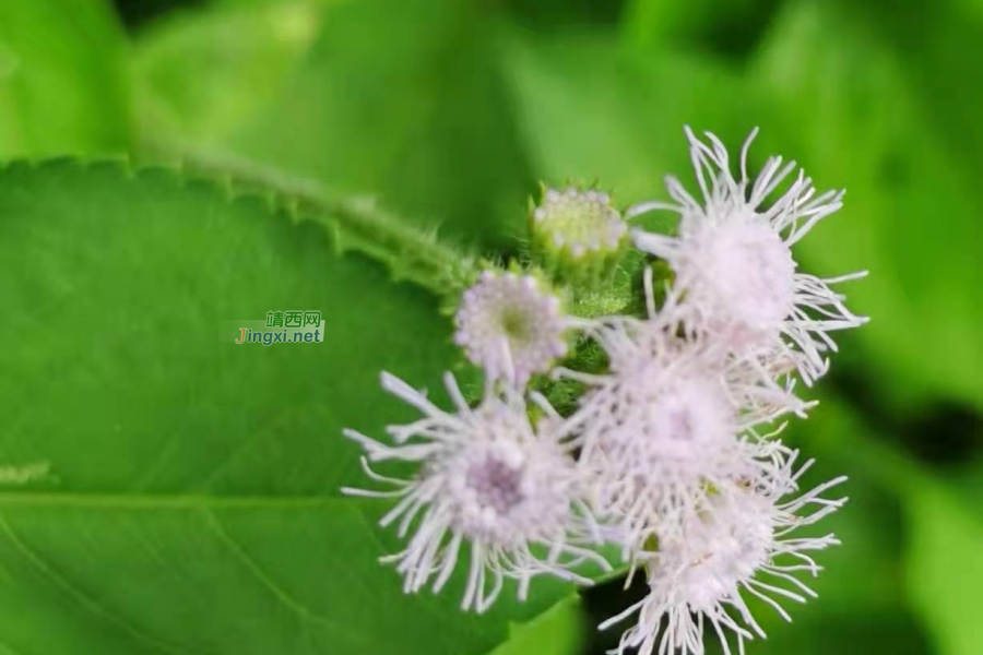 笑看花开，静赏花落 - 靖西市·靖西网