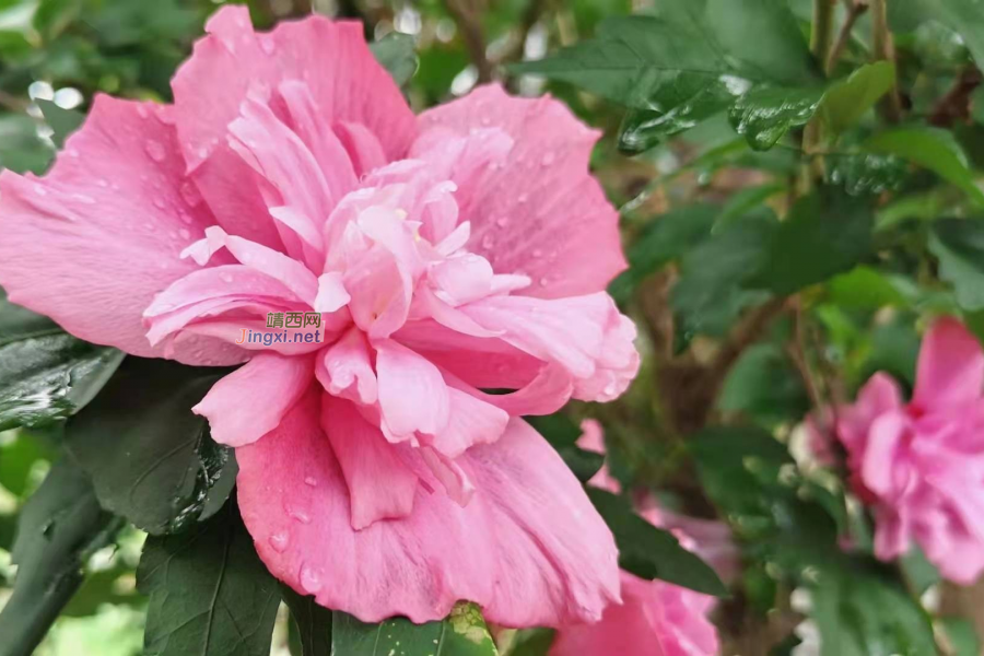 笑看花开，静赏花落 - 靖西市·靖西网