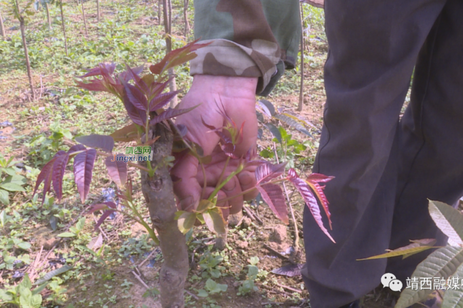 “椿”风带动乡村振兴 - 靖西市·靖西网