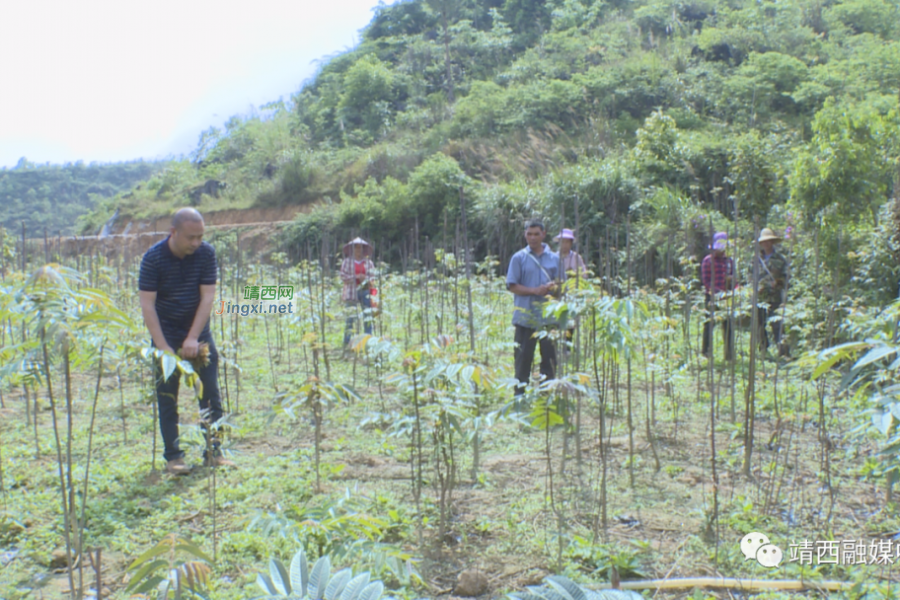 “椿”风带动乡村振兴 - 靖西市·靖西网