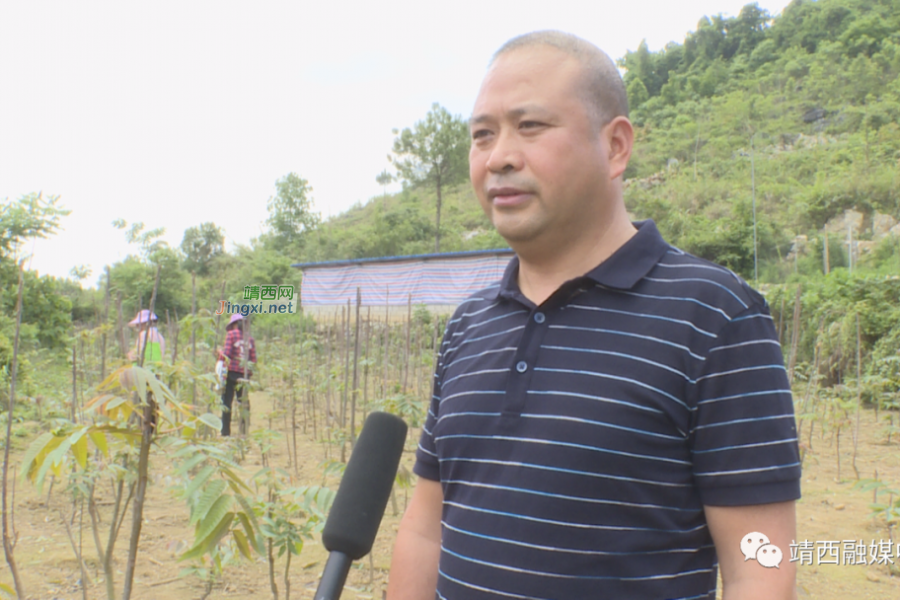 “椿”风带动乡村振兴 - 靖西市·靖西网