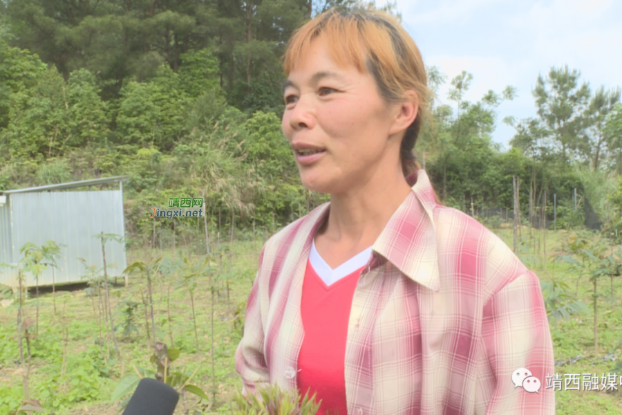 “椿”风带动乡村振兴 - 靖西市·靖西网