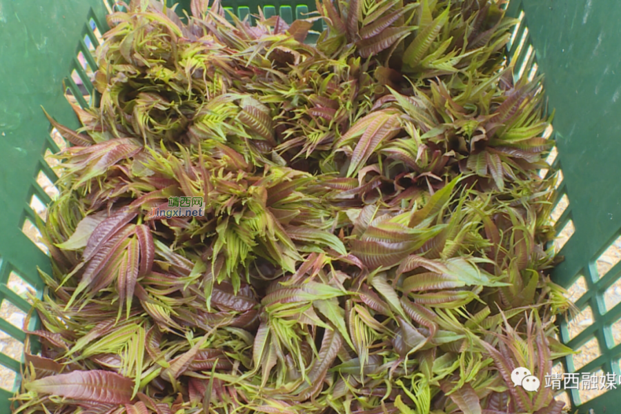 “椿”风带动乡村振兴 - 靖西市·靖西网