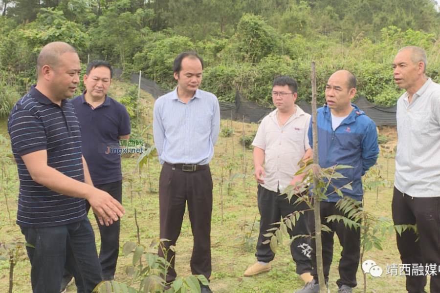 “椿”风带动乡村振兴 - 靖西市·靖西网