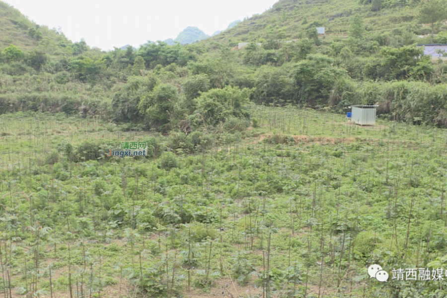 “椿”风带动乡村振兴 - 靖西市·靖西网