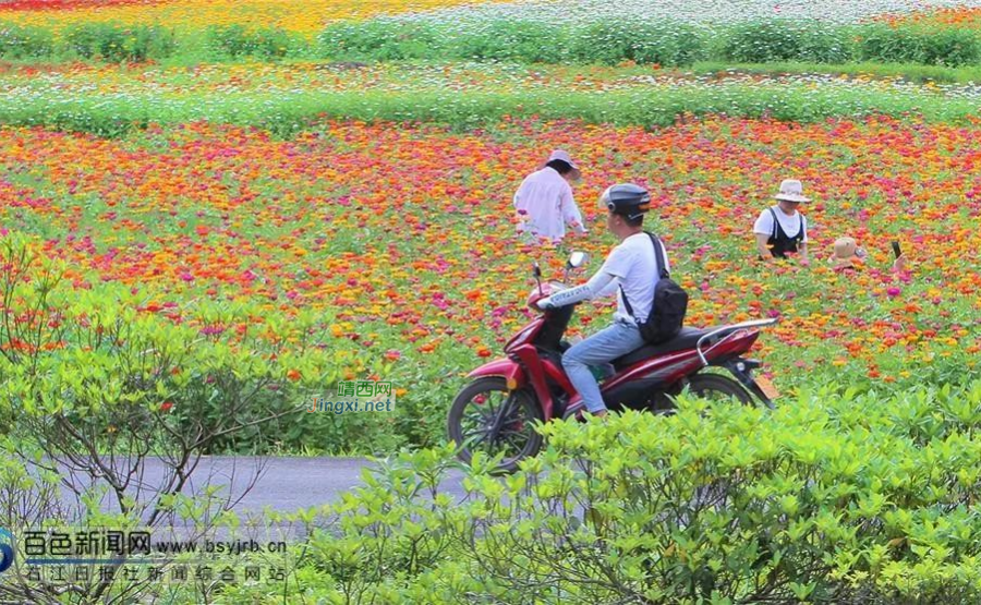 距离靖西50公里的“小德国”那温村已被花海包围 - 靖西市·靖西网