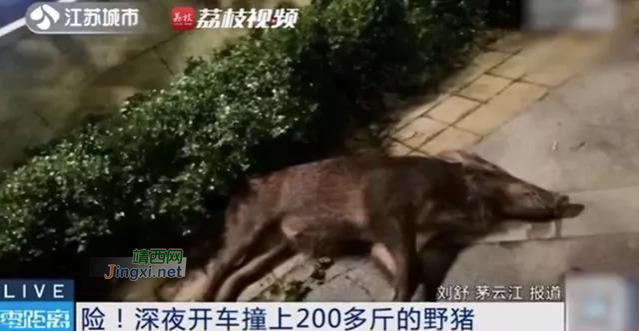 险！男子深夜开车撞上200多斤野猪，网友：可以肉偿吗？ - 靖西市·靖西网