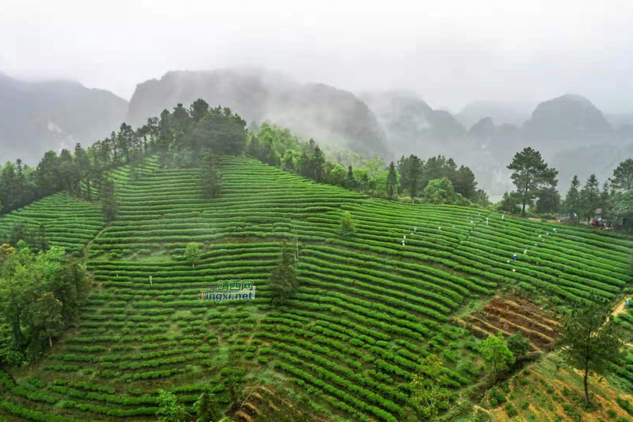 靖西市乐村茶叶有限公司【 靖候佳茗 高山生态茶园】入选为中国茶产业T20最美生态茶园名单 - 靖西市·靖西网