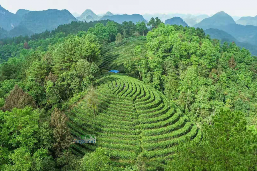 靖西市乐村茶叶有限公司【 靖候佳茗 高山生态茶园】入选为中国茶产业T20最美生态茶园名单 - 靖西市·靖西网