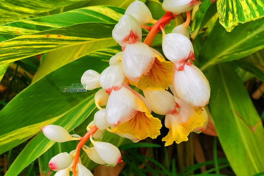 笑看花开，静赏花落 - 靖西市·靖西网