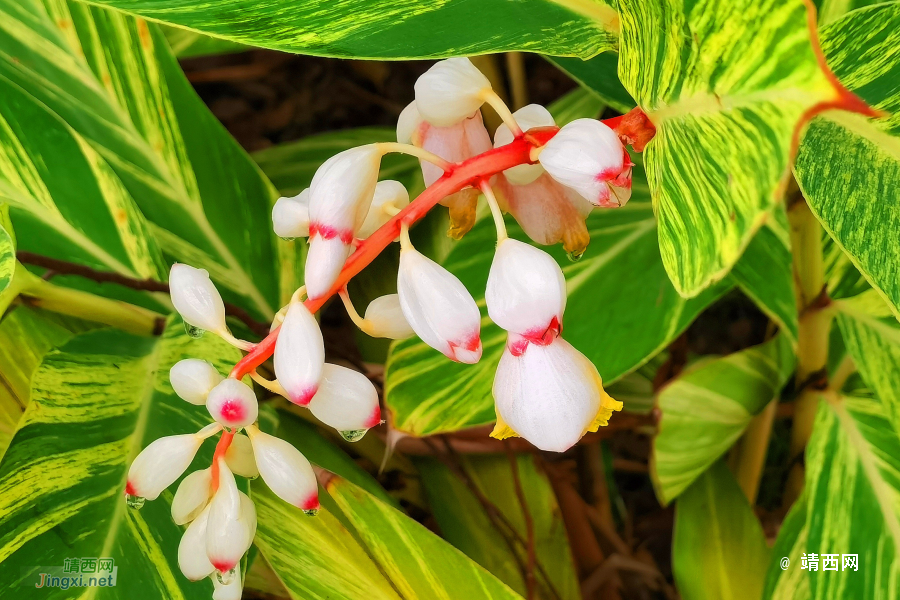 笑看花开，静赏花落 - 靖西市·靖西网