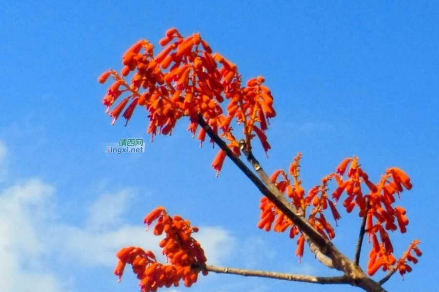 笑看花开，静赏花落 - 靖西市·靖西网