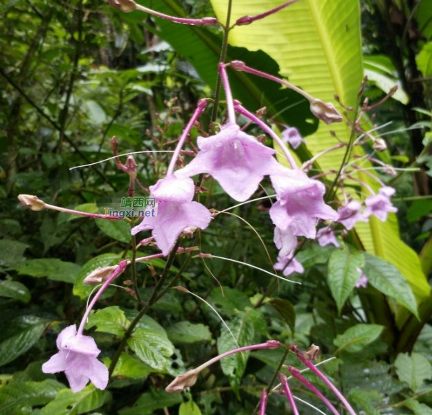 笑看花开，静赏花落 - 靖西市·靖西网