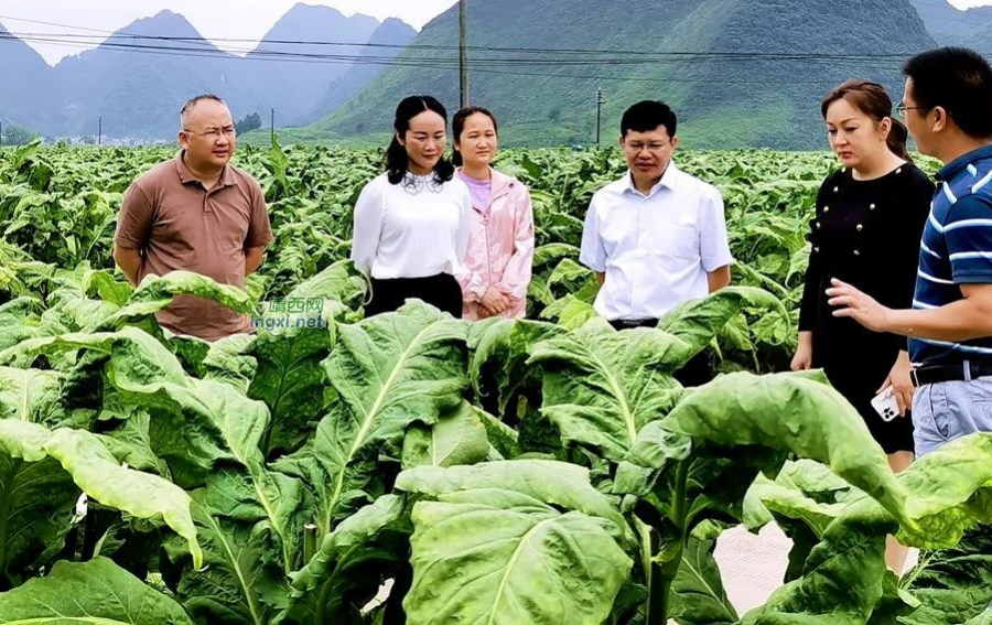 市委副书记黄卓远深入地州镇检查指导新冠疫苗接种和烤烟产业工作 - 靖西市·靖西网