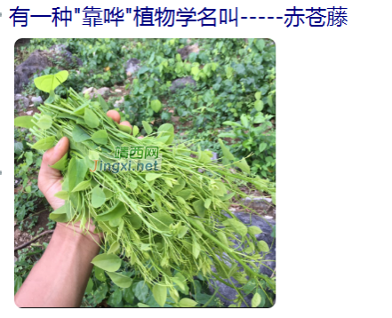 靖西壮民族吃用野生植物文化(简略篇) - 靖西市·靖西网