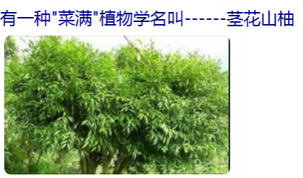 靖西壮民族吃用野生植物文化(简略篇) - 靖西市·靖西网