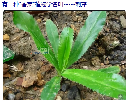 靖西壮民族吃用野生植物文化(简略篇) - 靖西市·靖西网