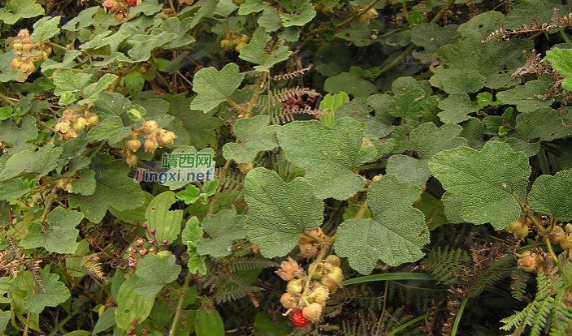 靖西壮民族吃用野生植物文化(简略篇) - 靖西市·靖西网