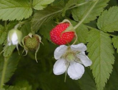 靖西壮民族吃用野生植物文化(简略篇) - 靖西市·靖西网