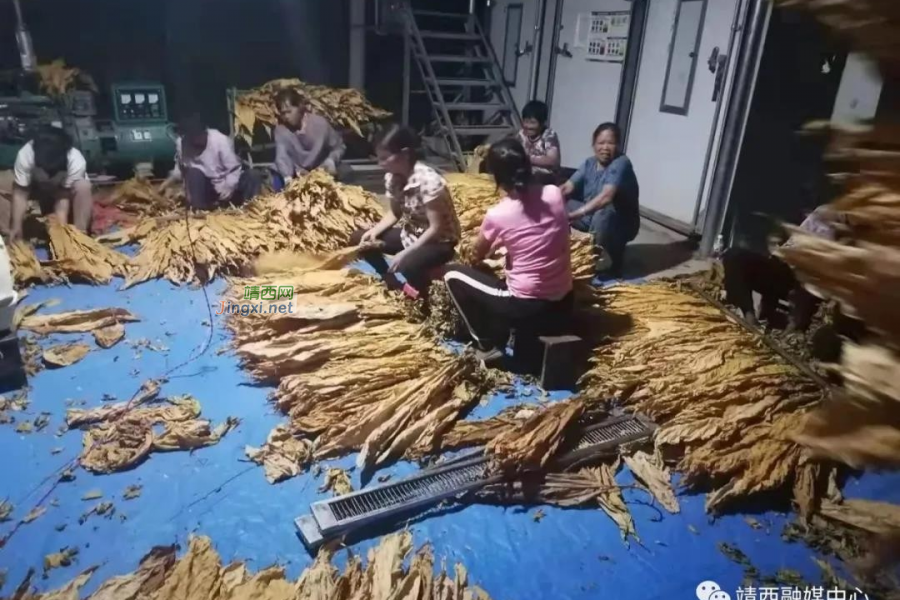 党建引领产业发展 地州镇村集体经济烤烟喜获丰收 - 靖西市·靖西网