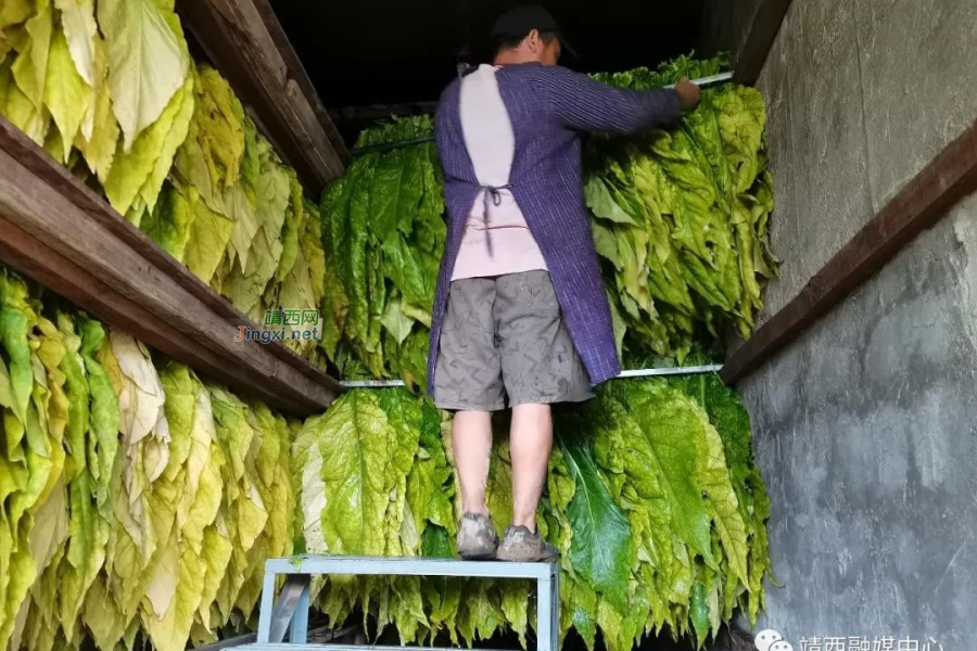 党建引领产业发展 地州镇村集体经济烤烟喜获丰收 - 靖西市·靖西网