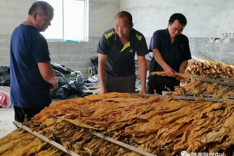 党建引领产业发展 地州镇村集体经济烤烟喜获丰收 - 靖西市·靖西网