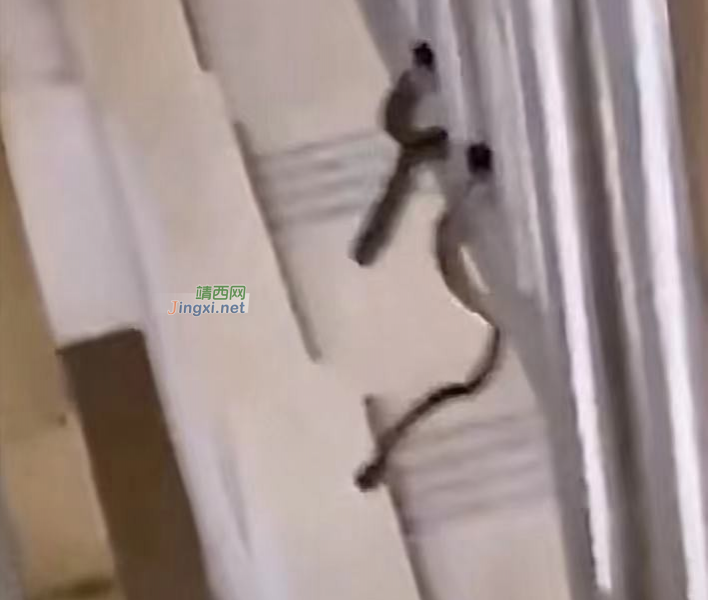 百色学院楼梯惊现几条蛇，网友调侃“百蛇学院”，哈哈哈哈~~ - 靖西市·靖西网