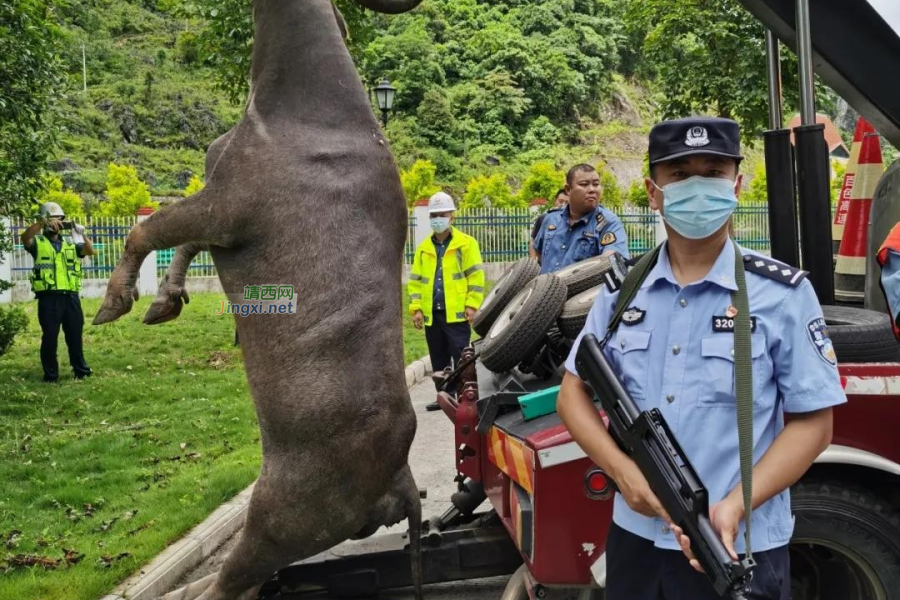 危急时刻，广西百色边境管理支队龙邦边境派出所民警开枪击毙疯牛 - 靖西市·靖西网