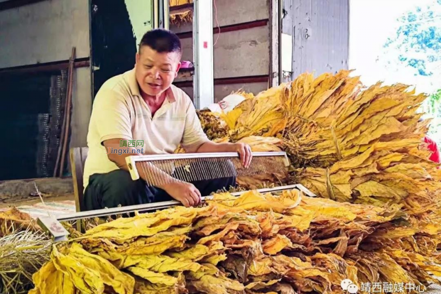 靖西市烟叶获丰收 烟农欢喜烤烟忙 - 靖西市·靖西网